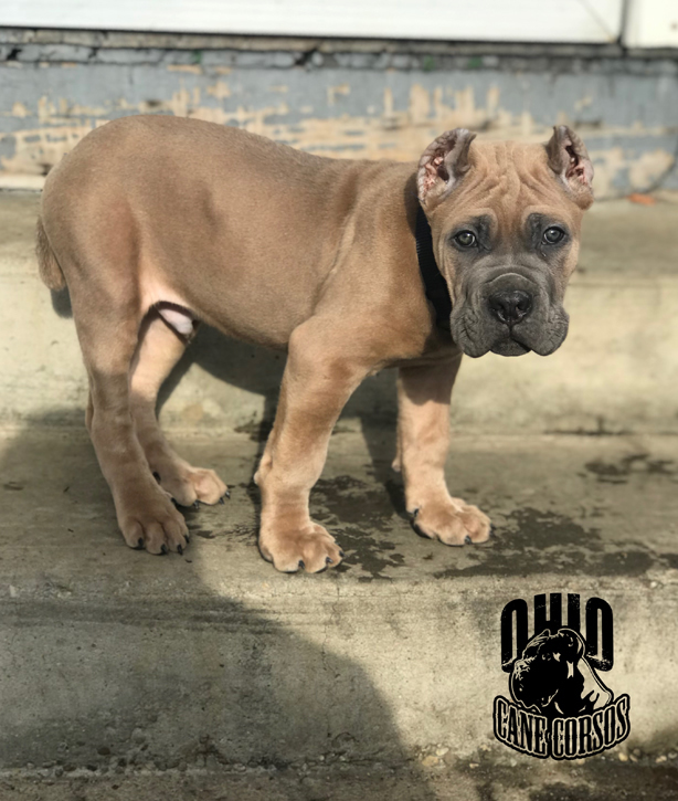 Pups Ohio Cane Corsos