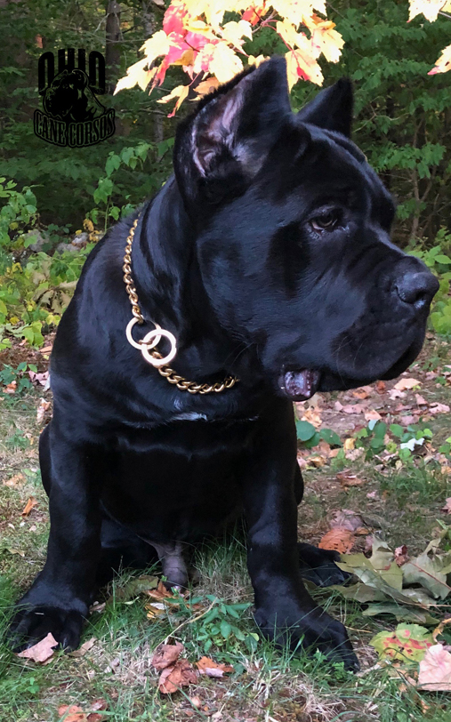 Pups Ohio Cane Corsos