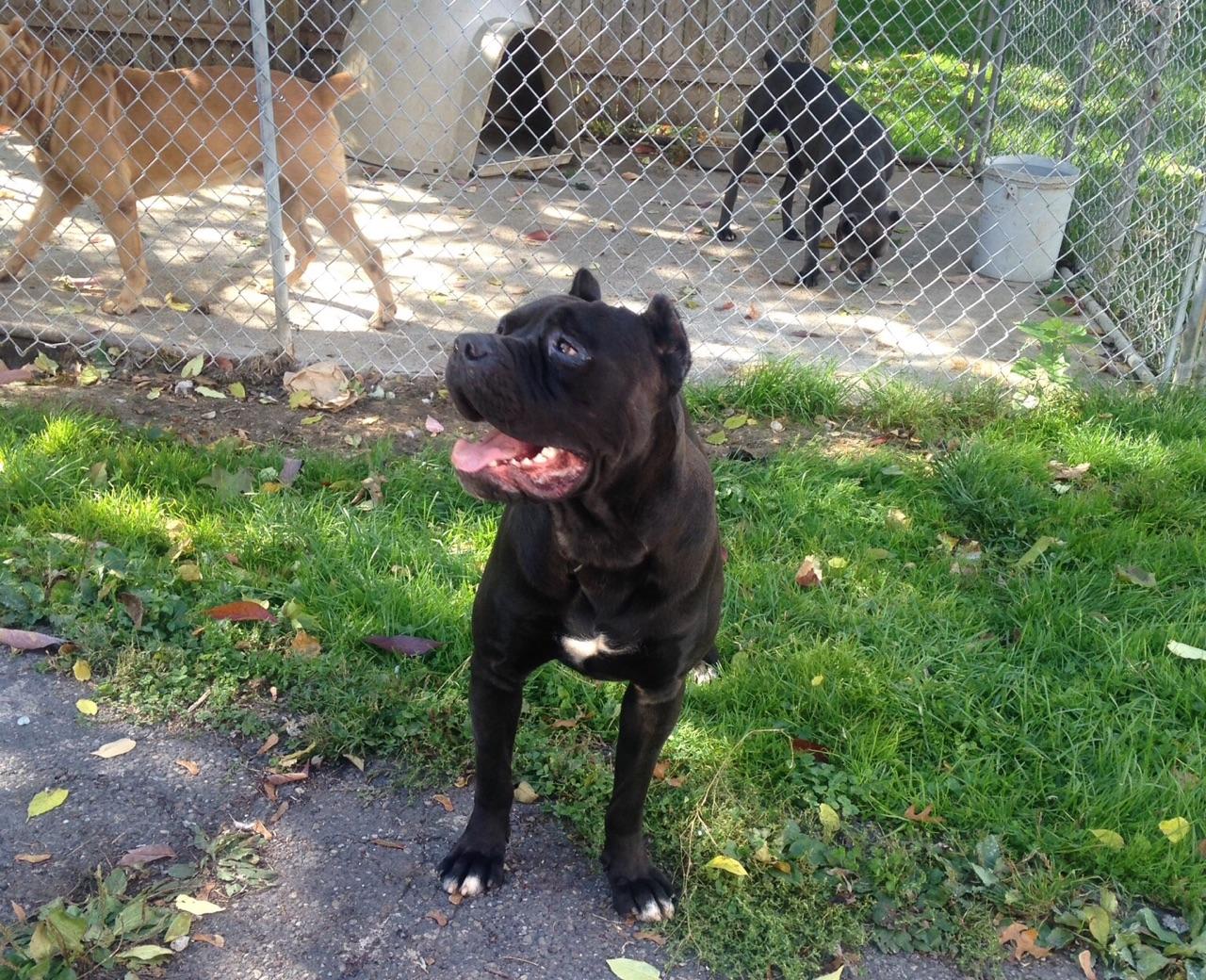 Owners of Previous Litters Ohio Cane Corsos