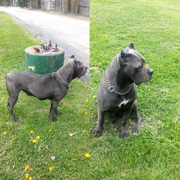 Ohio Cane Corsos Kennel with Beautiful Champions